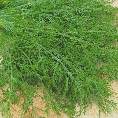 Dill 'Mammoth'