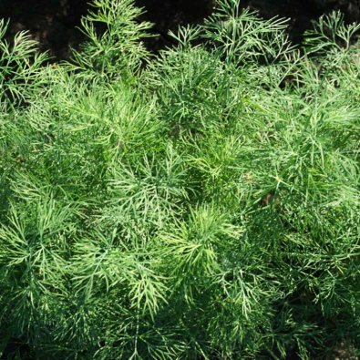 Dill 'Lena'