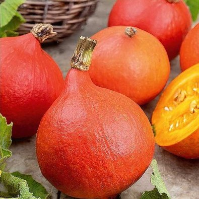 Kürbis 'Uchhiki Kuri'