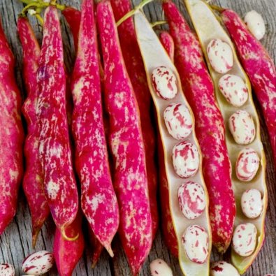 Trockenbohne 'Coco Nain Rose D´Eyrague'