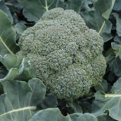 Brokkoli 'Sebastian'