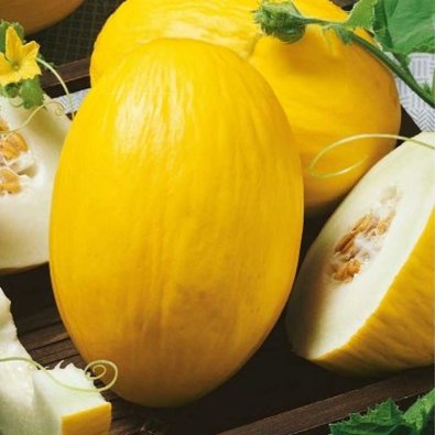 Melone 'Amarillo Canario'