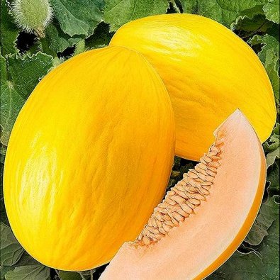 Melone 'Mangomel' F1