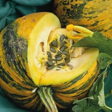 Kürbis 'Apetit'