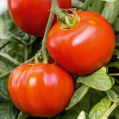 Tomate 'Maestria' H