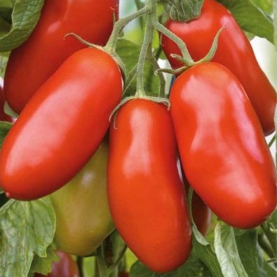 Tomate 'Giano' H