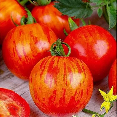 Tomate 'Red Zebra' H