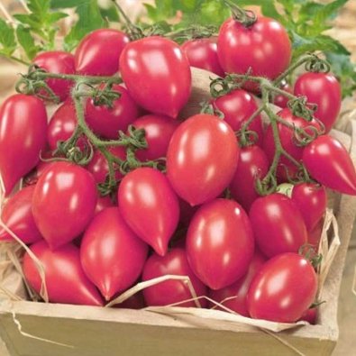 Tomate 'Plumbrella rosy pink'