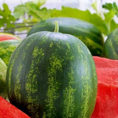 Wassermelone 'Asahi Miyako' F1