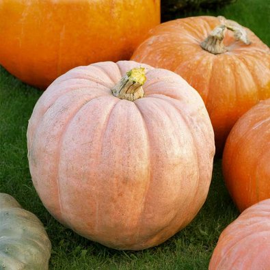 Riesenkürbis 'Pacific giant'