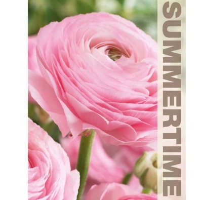 Ranunkel Rosa