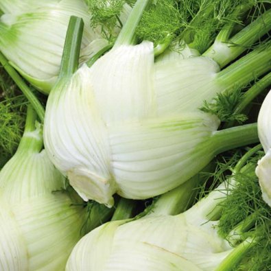 Fenchel 'Orion' h