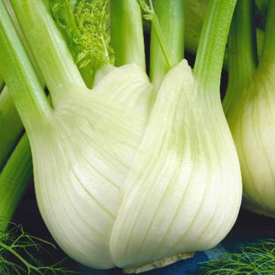 Fenchel 'Romy'