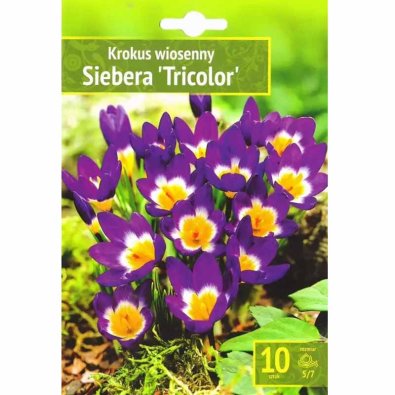 Krokus 'Siebera Tricolor'