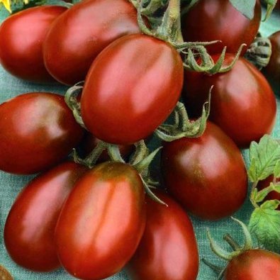 Tomate 'Black Plum'