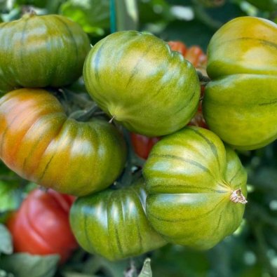 Tomate 'Bocamegra' H