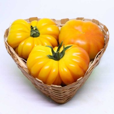 Tomate 'Lacitrine' H