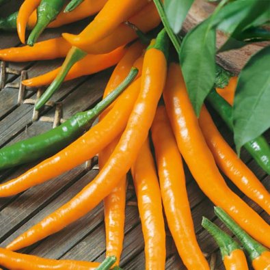 Chili Pepper 'Kilian'