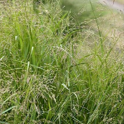 Zierhirse 'Frosted Explosion'