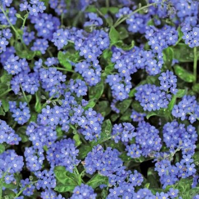 Alpen-Vergissmeinnicht 'Blue Ball'