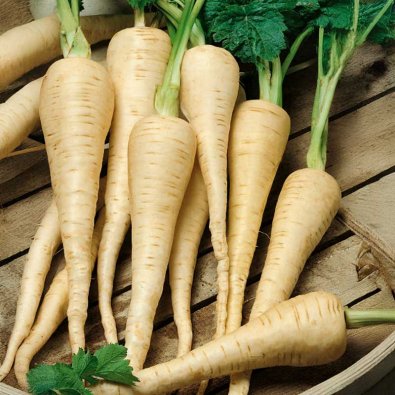 Pastinake 'Guernsey'