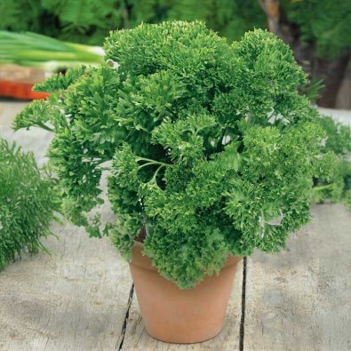 Petersilie 'Grüne perle'
