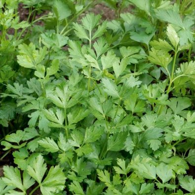 Petersilie 'Festival 68'