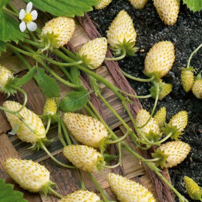 Wald-Erdbeere 'Yellow Cream'