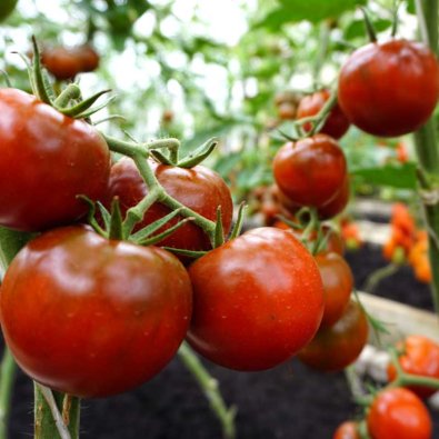 Tomate 'Bombonera' H