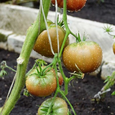 Tomate 'Noire de crimee'