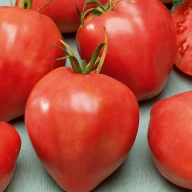 Tomate 'Cuor di blue'