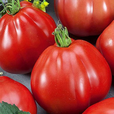 Birnentomate 'Red pear'