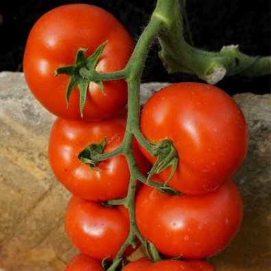 Tomate 'Abellus' H
