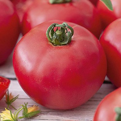 Tomate 'Esmira' H