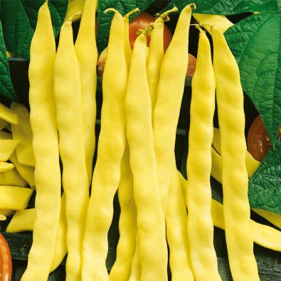 Stangenbohne 'Goldmarie'