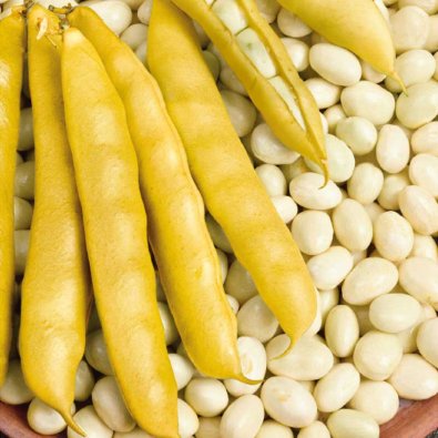 Auskernbohne 'Cocagne'