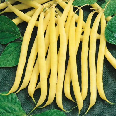 Buschbohne 'Zlota Saxa'