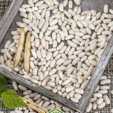 Kochbohne 'Igołomska'