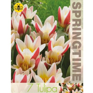 Tulpan ’Floresta’