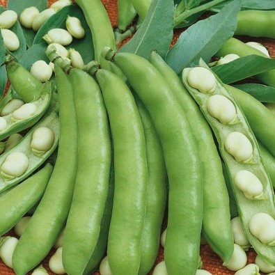 Dicke Bohne 'Windsor bialy'