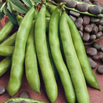 Dicke Bohne 'Extra precoce a grano violetto'