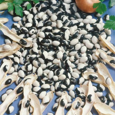 Kochbohne 'Dalmatin'