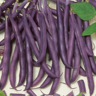 Buschbohne 'Amethyst'