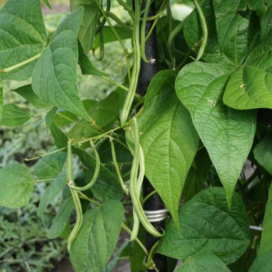 Stangenbohne 'Matilda'