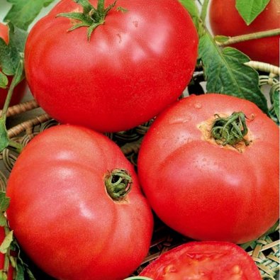 Tomate 'Faworyt'