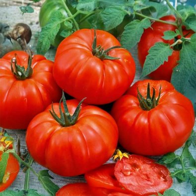 Fleischtomate 'Marmande'