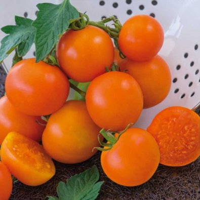 Tomate 'Oranže'