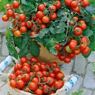 Buschtomate 'Vilma'