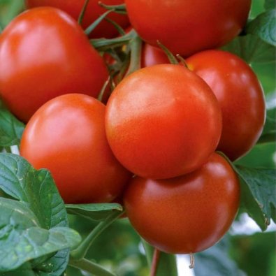 Tomate 'Saint Pierre'