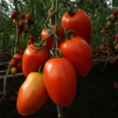 Tomate 'Granadero' H